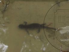 Тритон-малоазиатский_самка_3